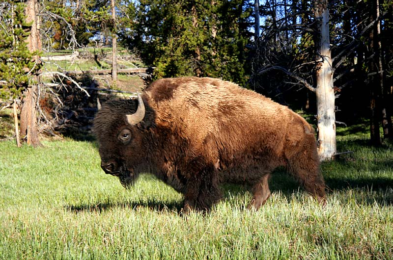 A Bsion also known as the American Buffalo walking through Yellowstone National Park in Wyoming